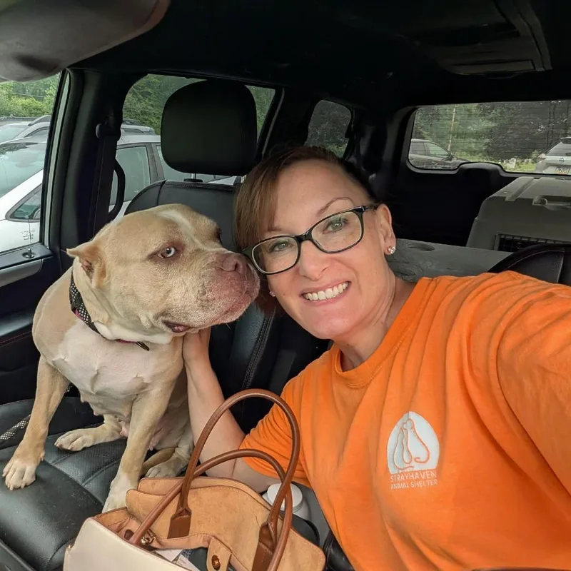 An adult large-sized female Apricot / Beige Pit Bull Terrier dog named Bella for adoption in Greenville, PA