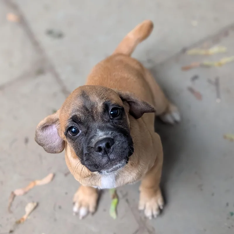 A baby small-sized male Puggle dog named Phoenix for adoption in Danville, VT