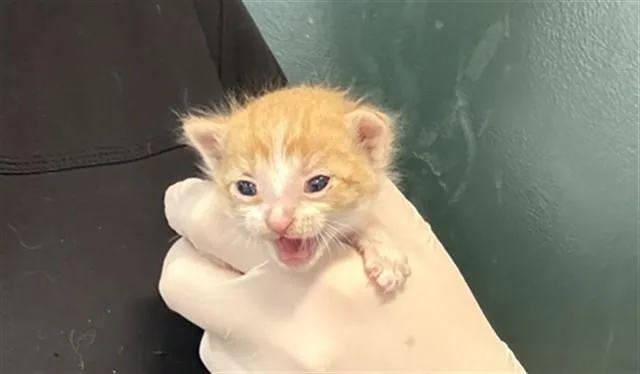 A baby small-sized male Domestic Short Hair cat named Spruce for adoption in Thousand Palms, CA