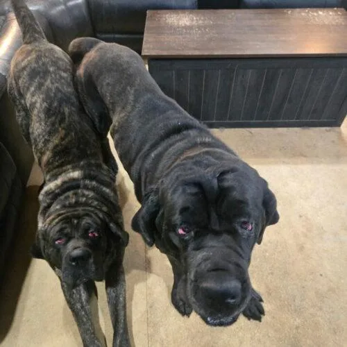 An adult extra large-sized male Black Mastiff dog named Dunn for adoption in Edmond, OK