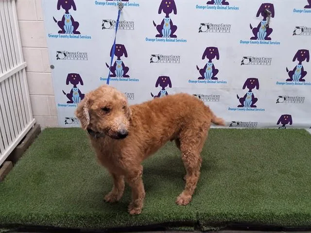 An adult large-sized male Golden Retriever dog named Tuffy for adoption in Orlando, FL