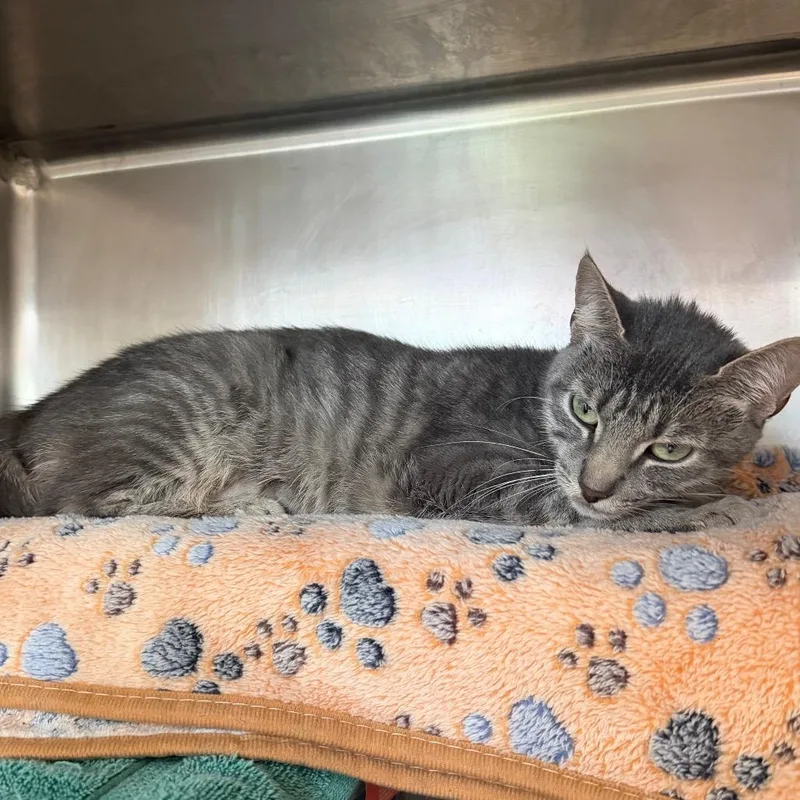 A young medium-sized female Gray / Blue / Silver Domestic Short Hair cat named Nayla for adoption in Chicago, IL