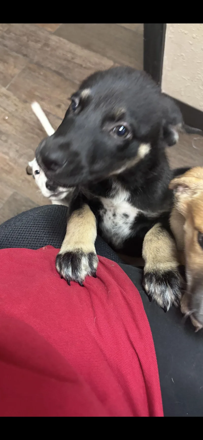 A baby medium-sized female German Shepherd Dog named Ms. Lola for adoption in Fort Worth, TX