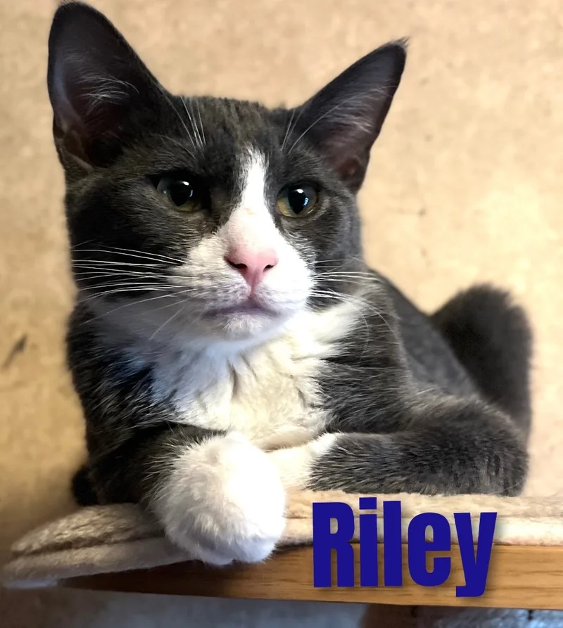 A baby small-sized male American Shorthair cat named Riley for adoption in Apache, OK