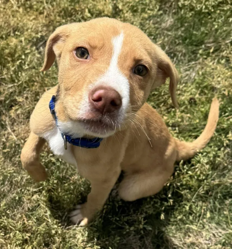 A baby medium-sized male Yellow / Tan / Blond / Fawn Labrador Retriever dog named Cole for adoption in Calera, AL