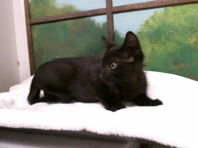 A baby small-sized female Domestic Short Hair cat named Ember for adoption in Houston, TX