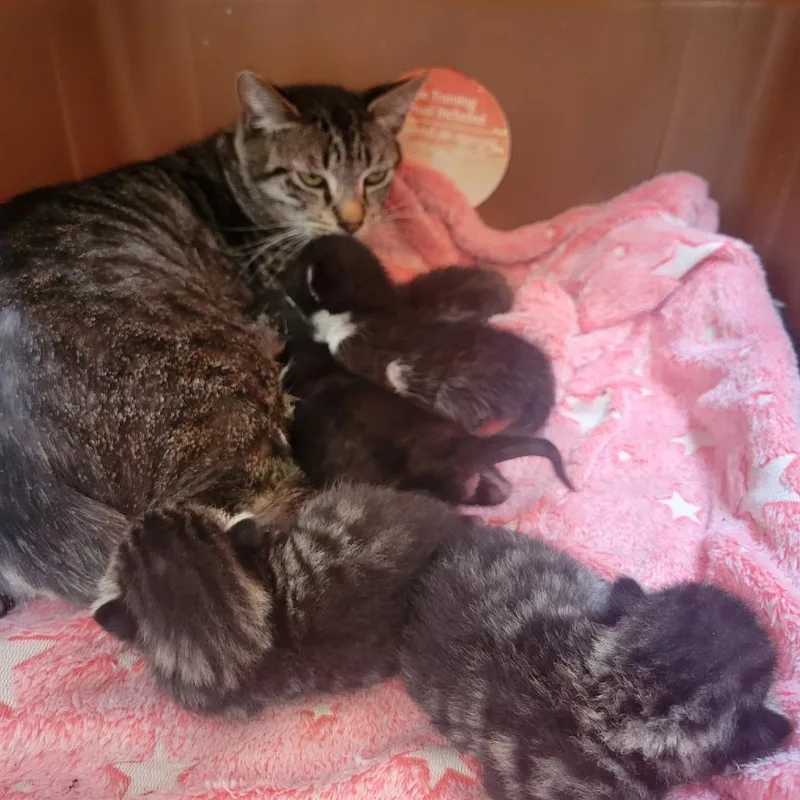 Ravenpaw thumbnail 2