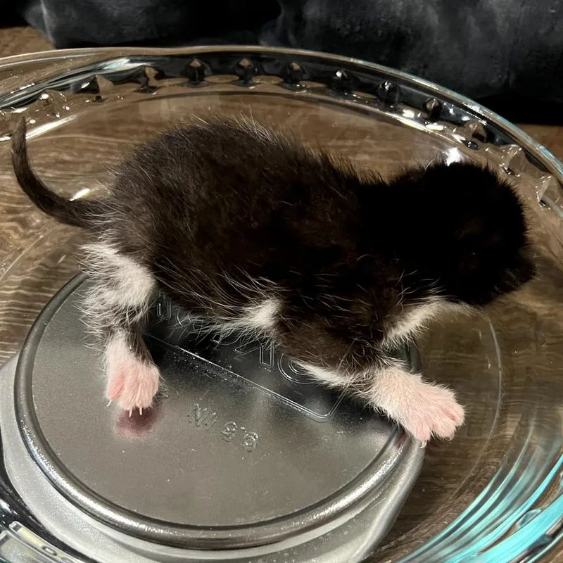 Ravenpaw thumbnail 3