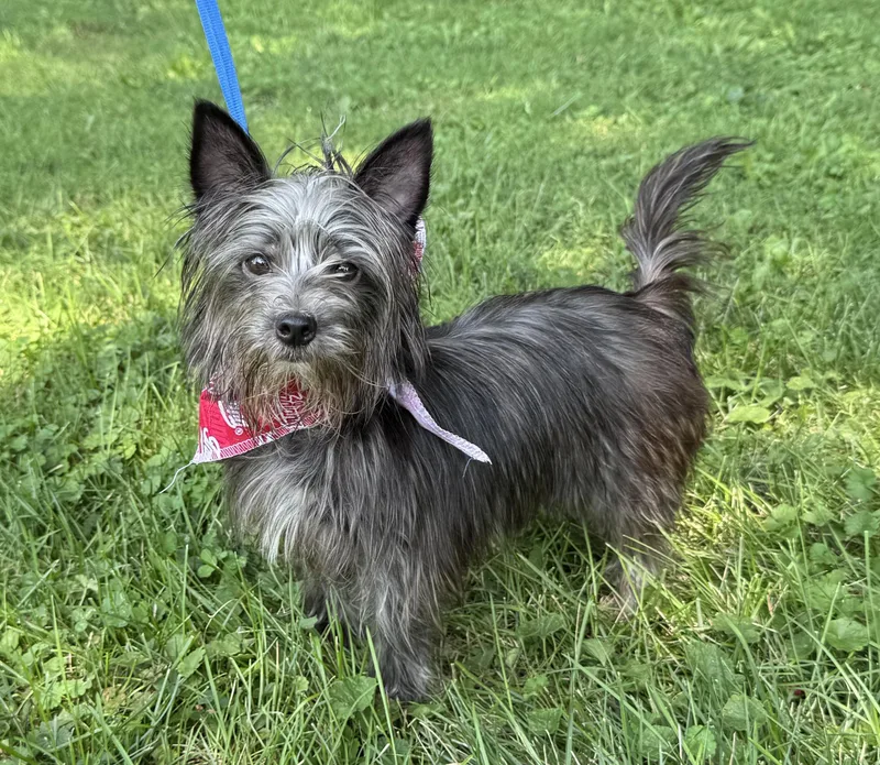 A young small-sized male Gray / Blue / Silver Yorkshire Terrier dog named Baxter for adoption in Indianapolis, IN