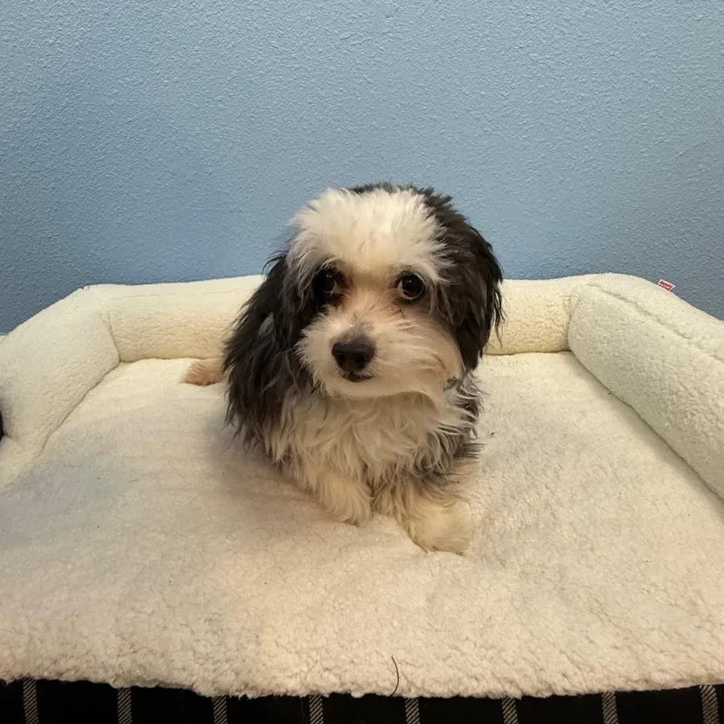 A young small-sized female Black Terrier dog named Kayda for adoption in Fresno, CA