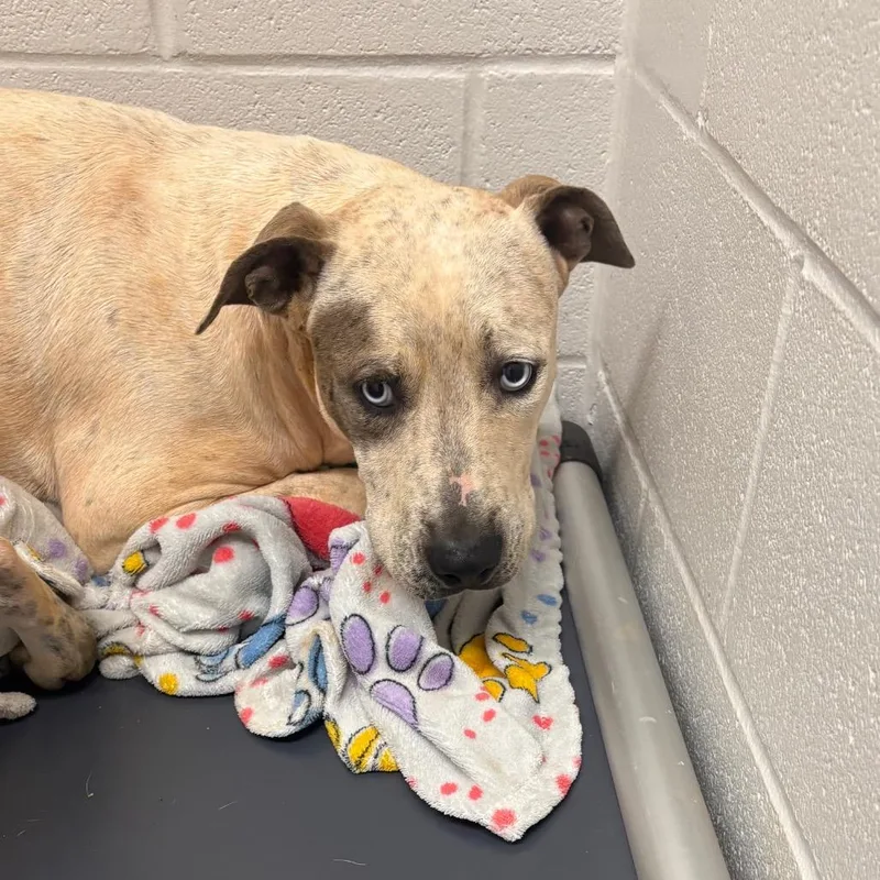 A young medium-sized male White / Cream Pit Bull Terrier dog named Beef Stroganoff for adoption in Morganton, NC