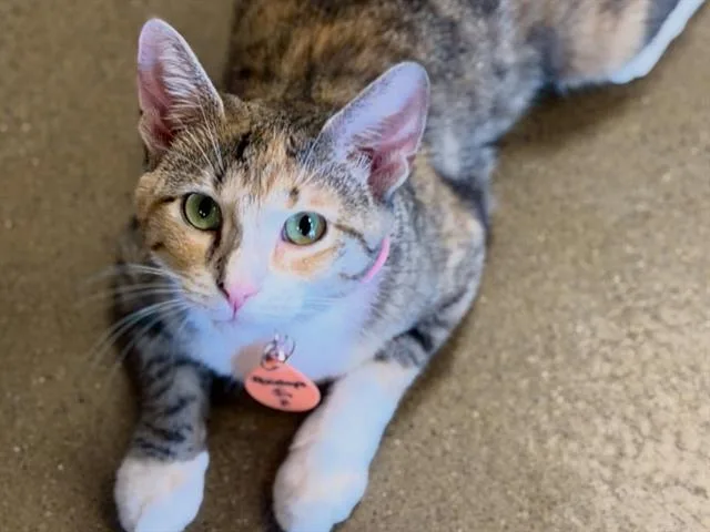 Penelope