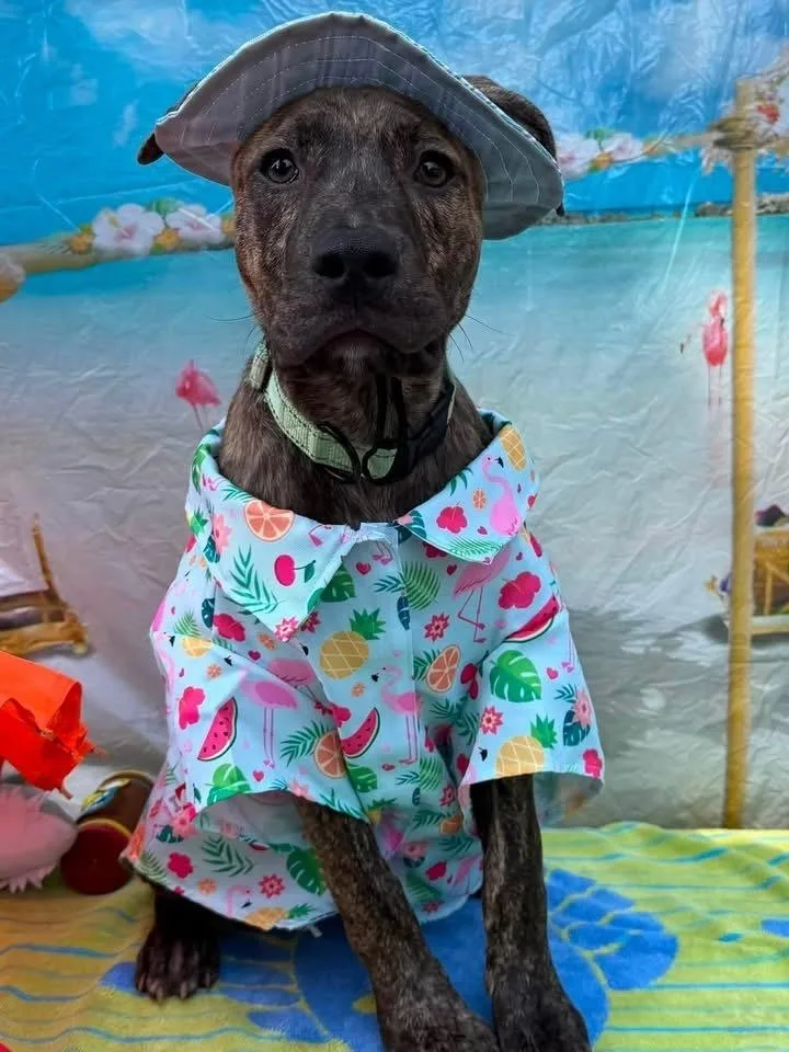 A baby large-sized male Brindle Plott Hound dog named Sly for adoption in Scranton, PA