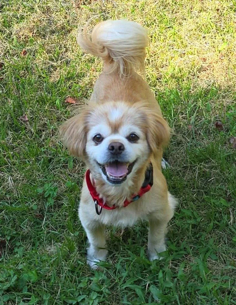 An adult small-sized male Pekingese dog named Gordon for adoption in Arlington, VA