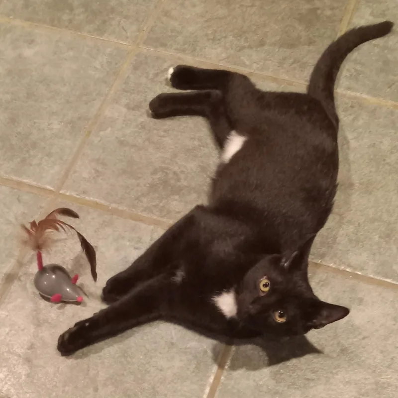 A baby medium-sized male Black Domestic Short Hair cat named Emmett for adoption in Beacon, NY