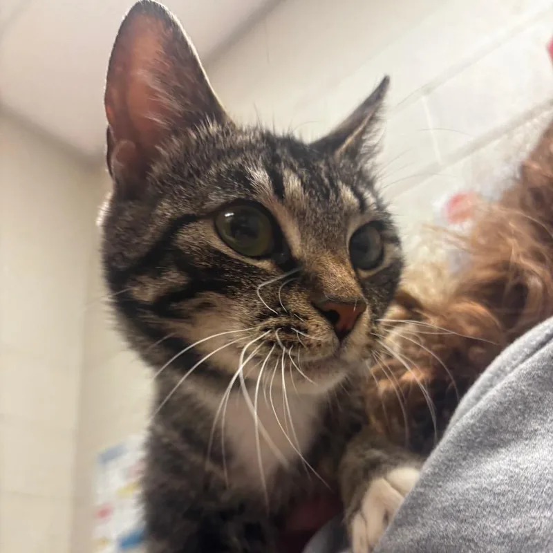 An adult medium-sized female Brown / Chocolate Domestic Short Hair cat named Millie for adoption in Bristol, IN