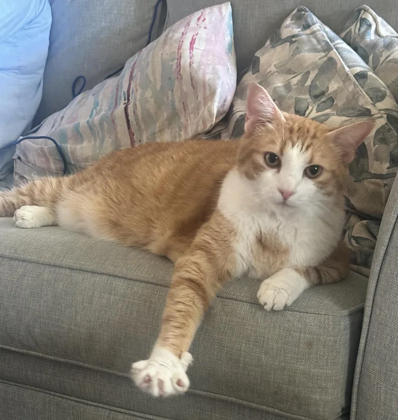An adult large-sized male Tabby (Orange / Red) Domestic Short Hair cat named Archie for adoption in Fairfax, VA