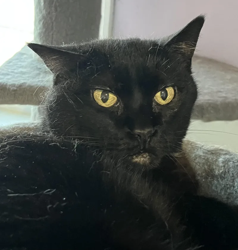 An adult medium-sized male Black Domestic Short Hair cat named Rudy for adoption in Shenandoah, IA