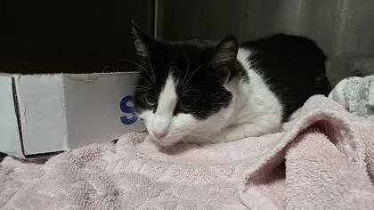A young small-sized female Domestic Short Hair cat named Molly for adoption in Clinton, MO