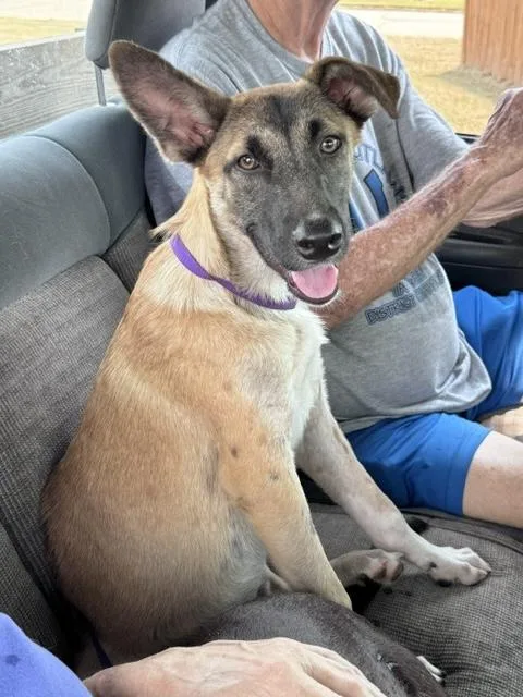 A young medium-sized female Belgian Shepherd / Malinois dog named Hope for adoption in Manchester, CT