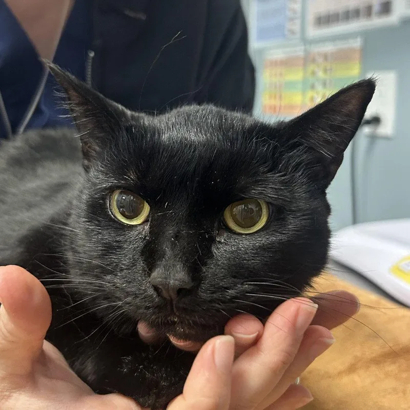 A young medium-sized female Black Domestic Short Hair cat named Athena for adoption in New Castle, DE