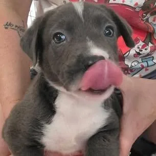 A baby small-sized female Black Mixed Breed dog named Tesea for adoption in Fredericksburg, VA