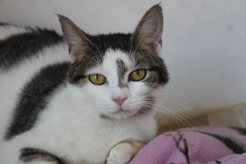 A young medium-sized female Domestic Short Hair cat named Honeydukes for adoption in Chestertown, MD