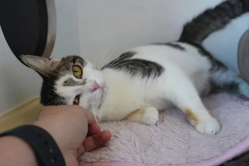 Honeydukes thumbnail 3