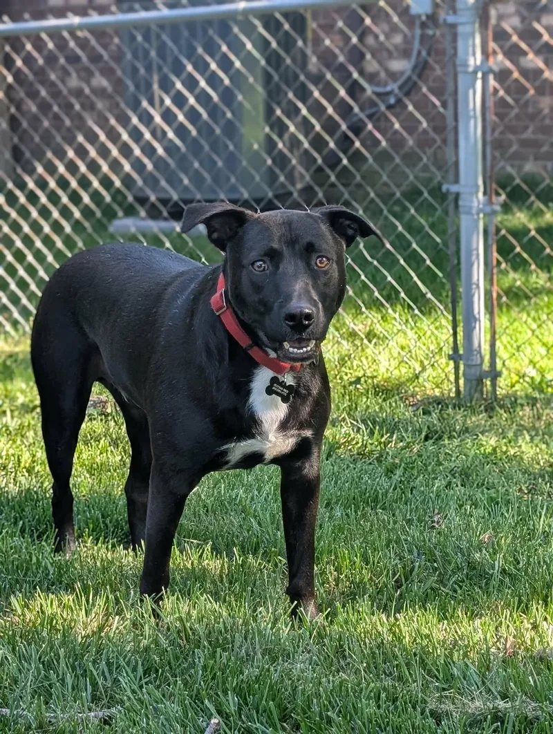 An adult medium-sized male Pit Bull Terrier dog named Henery for adoption in Germantown, OH