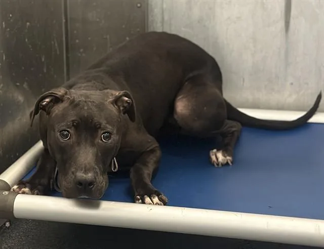 A young medium-sized female Mixed Breed dog named Barbara for adoption in Dallas, TX