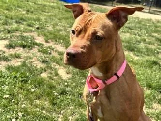 An adult medium-sized female Mixed Breed dog named Brenda for adoption in West Chester, PA