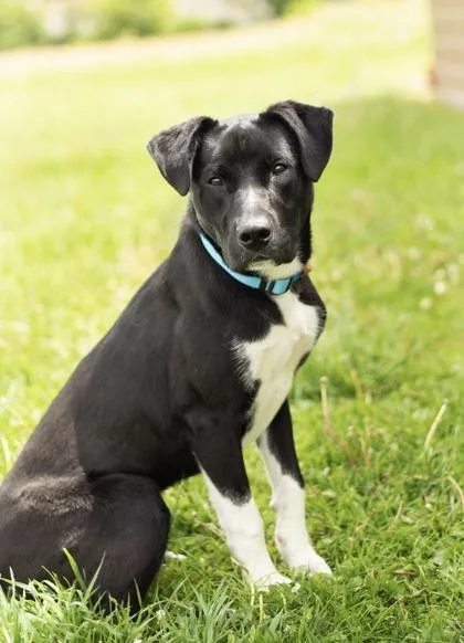 A young medium-sized male Black Mixed Breed dog named Arthur for adoption in Hamilton, OH