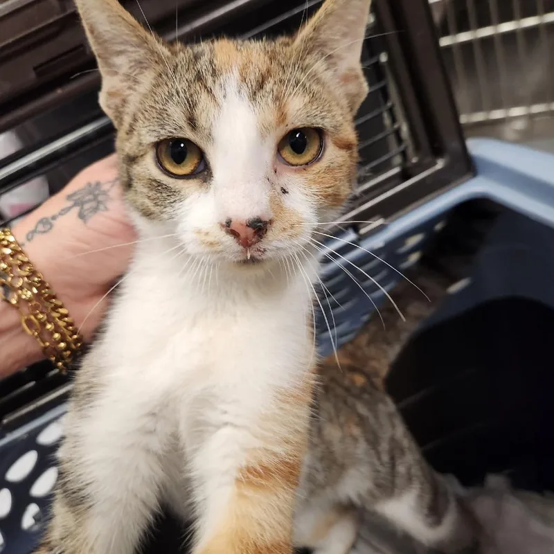 An adult small-sized female Domestic Short Hair cat named Boot Stompin' Becky for adoption in York, PA