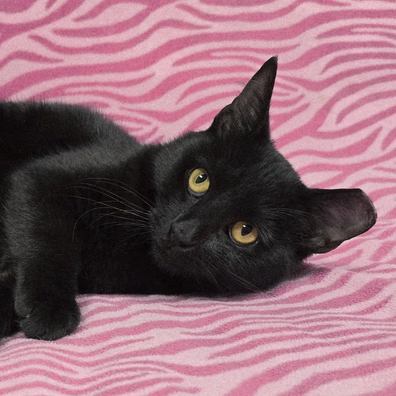 A young medium-sized female Domestic Short Hair cat named Wheezie for adoption in Frankfort, IN