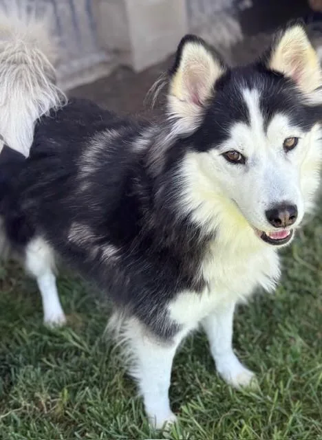 An adult medium-sized female Siberian Husky dog named Lovebug for adoption in Riverside, CA