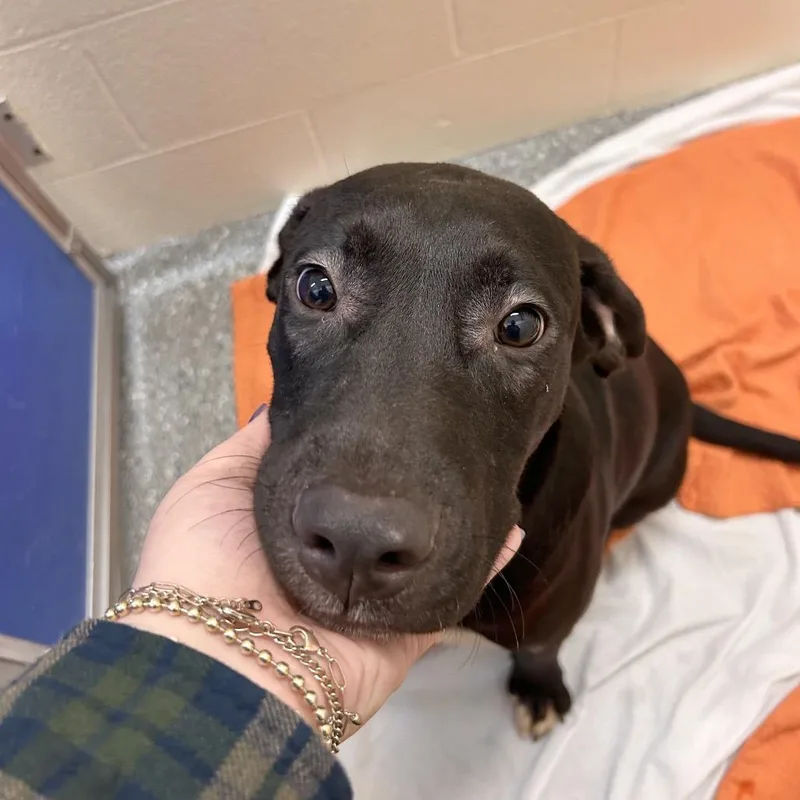 A baby medium-sized male Black Mixed Breed dog named Tucker for adoption in Hendersonville, NC