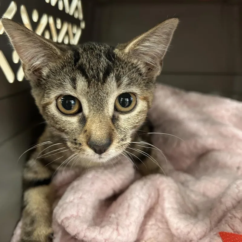 A young medium-sized female Brown / Chocolate Domestic Short Hair cat named Loki for adoption in Philadelphia, PA