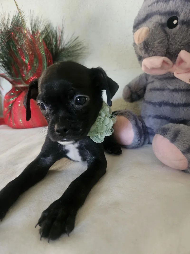 A baby small-sized female Black Pug dog named Zuki for adoption in Los Angeles, CA
