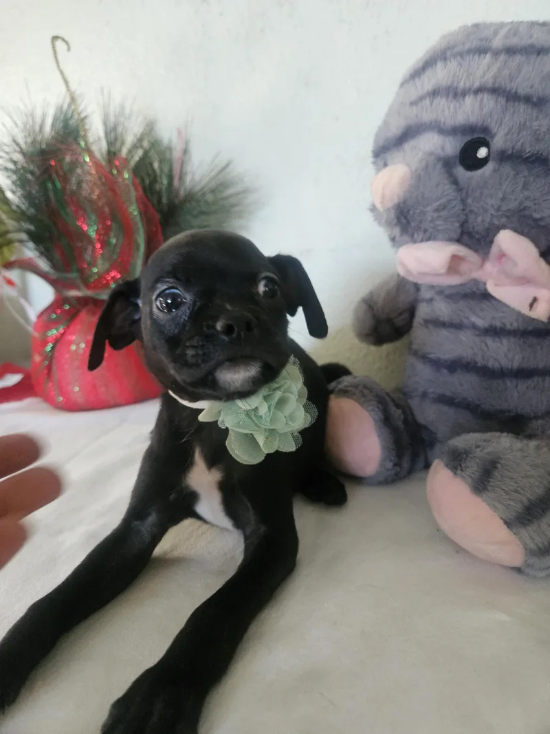 Zuki thumbnail 2