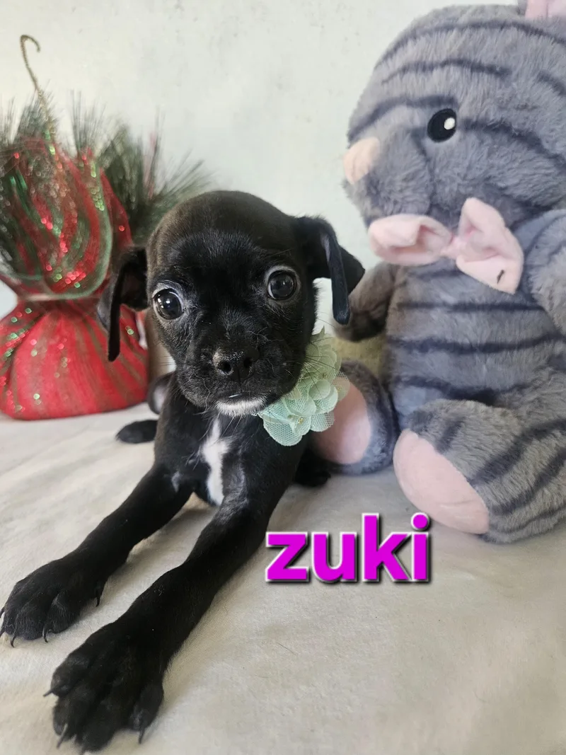 Zuki thumbnail 5
