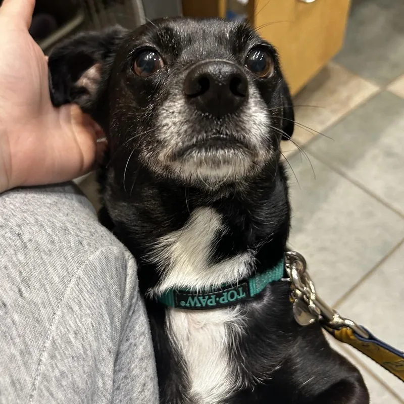 An adult small-sized female Black Mixed Breed dog named Kiki for adoption in Chattanooga, TN