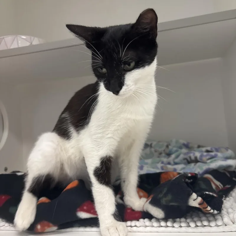 A young medium-sized male Black Domestic Short Hair cat named Shadowfax for adoption in Jupiter, FL