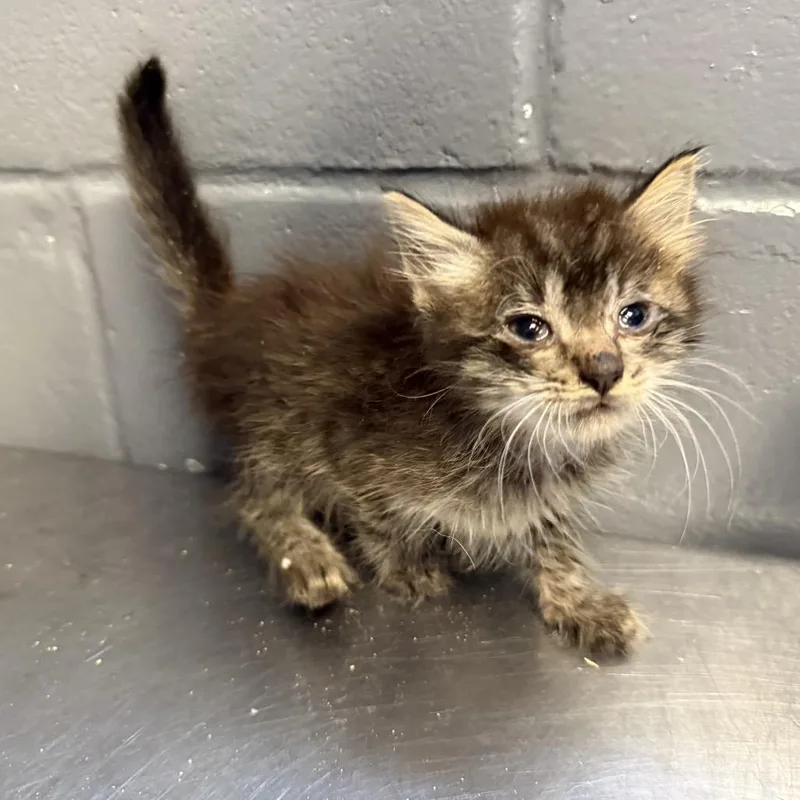 A baby small-sized female Brown / Chocolate Domestic Medium Hair cat named Tuscstray__ for adoption in Tuscaloosa, AL