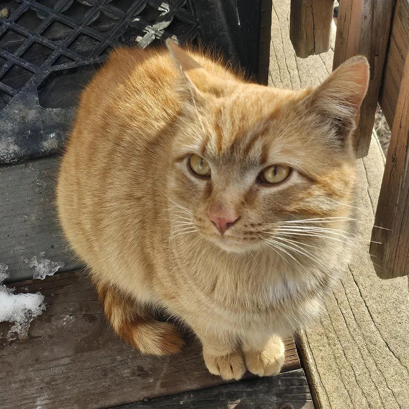 A young medium-sized male Orange & White Domestic Short Hair cat named Mulder for adoption in CHICAGO, IL
