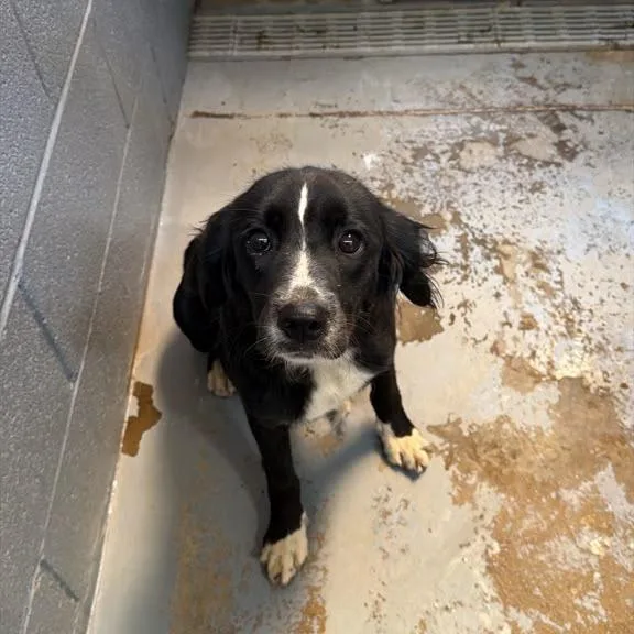 A young small-sized female Black Mixed Breed dog named Pandora for adoption in Gadsden, AL