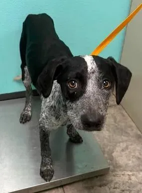 A young medium-sized male Mixed Breed dog named Root Beer for adoption in Lampasas, TX