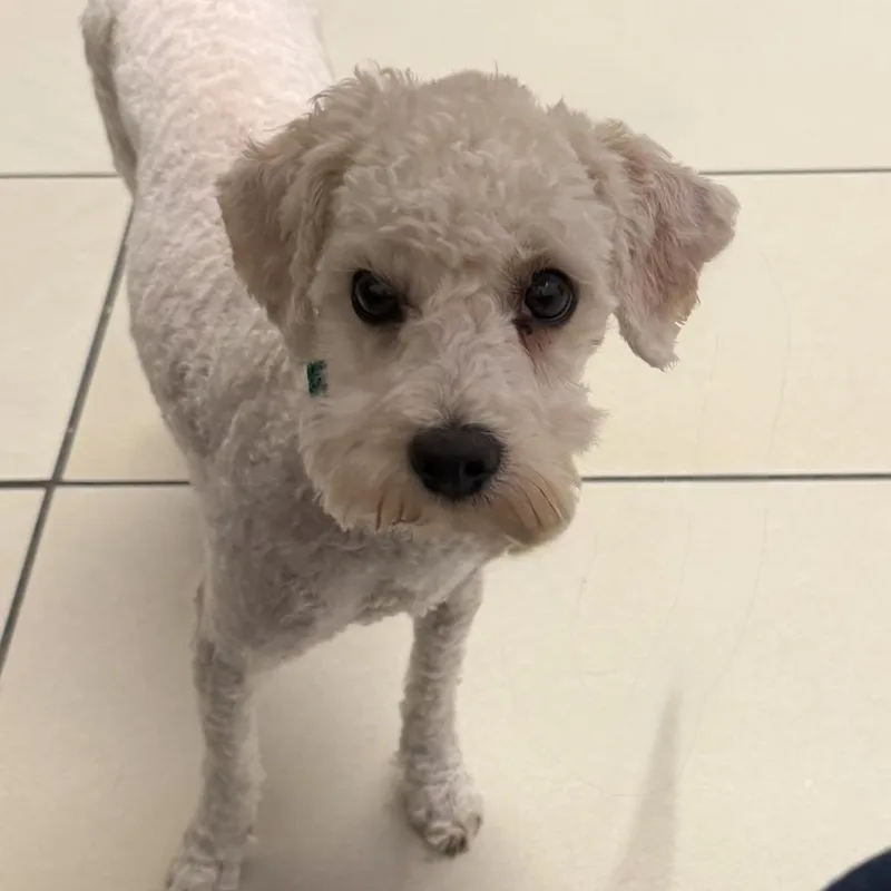 A young small-sized female White / Cream Miniature Poodle dog named Faye for adoption in Las Vegas, NV