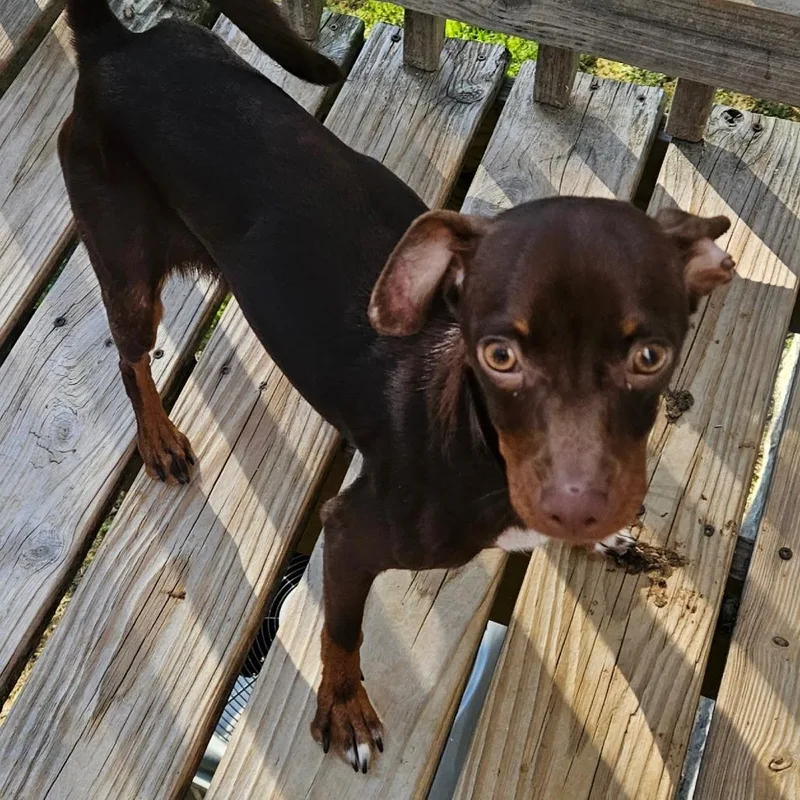 An adult small-sized male Brown / Chocolate Chihuahua dog named Remus for adoption in Freeport, FL