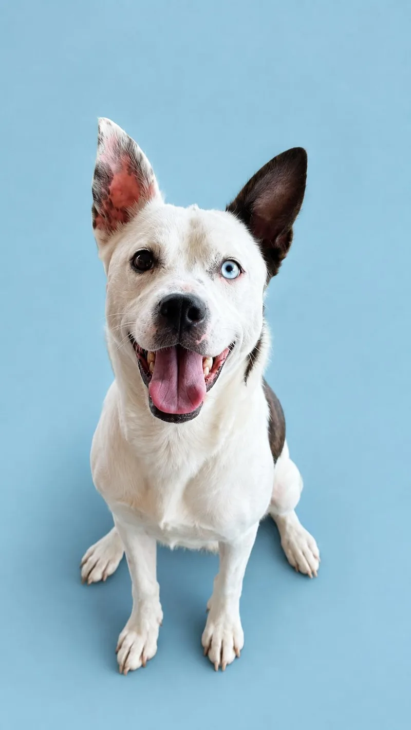 A young medium-sized female White / Cream American Staffordshire Terrier dog named Azure for adoption in Cleveland, TX