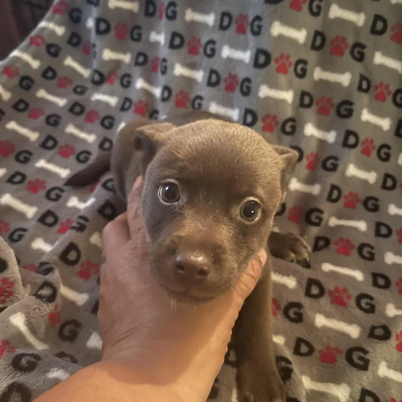 A baby small-sized female Terrier dog named Marina for adoption in Gainesville, VA